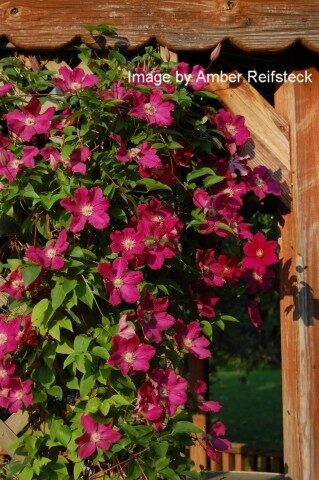 Crimson Climber