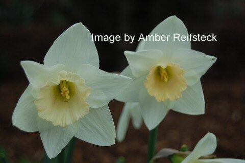 Daffodils