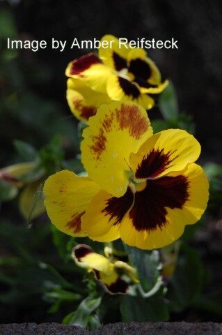 Dandy Pansy
