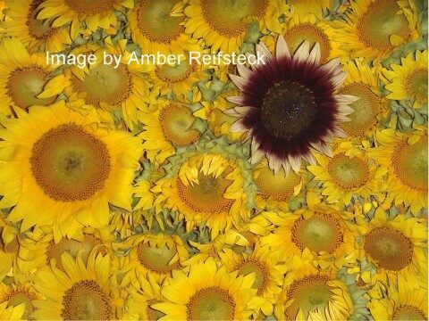 Dark Flower