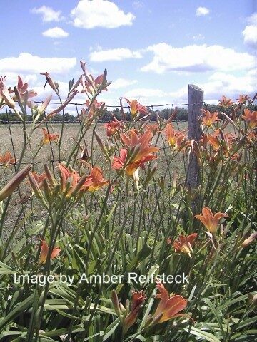 Daylily Daydream