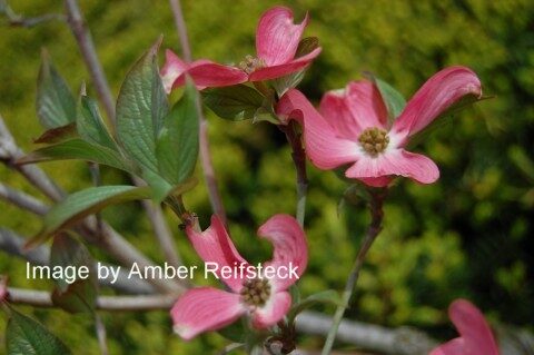 Dogwood