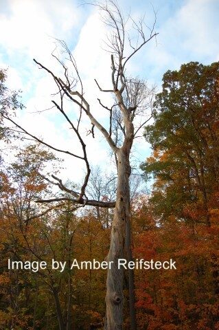 Dry Wood