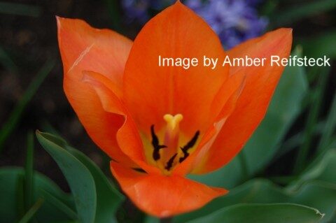 Fire Flower