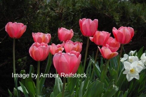 Flock of Tulips