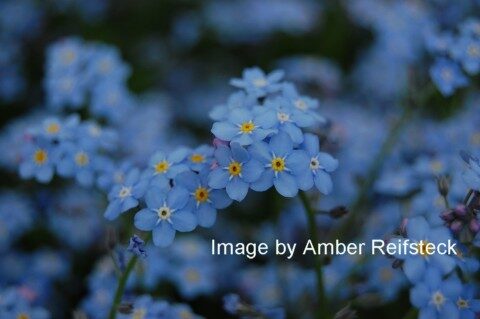 Forget-Me-Not