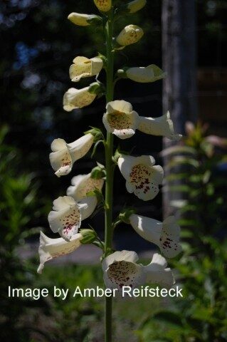 Foxglove