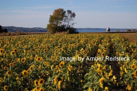 Golden Field