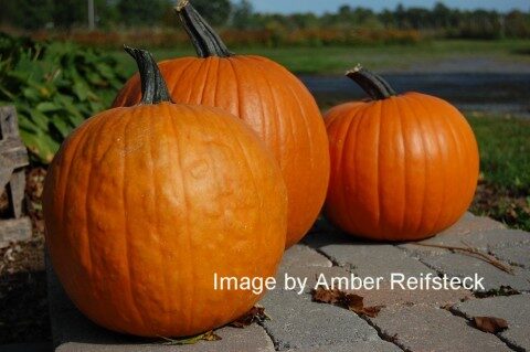 Great Pumpkins