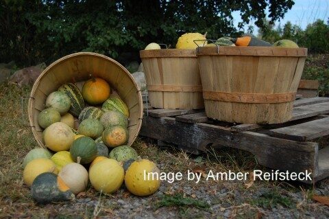 Harvesting Gourds