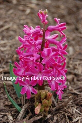 Hyacinth