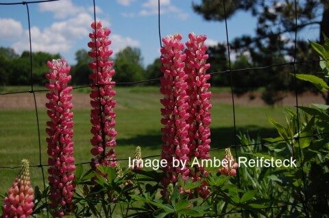 Lupines