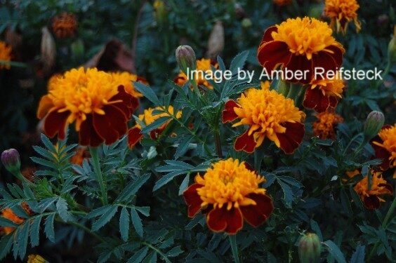 Merry Marigolds
