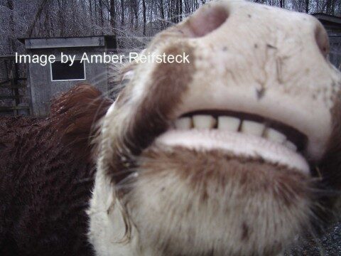 Moo!