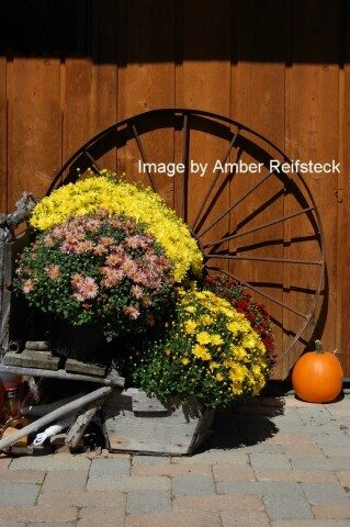 Mumwheel
