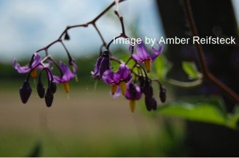 Nightshade