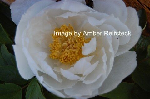 Peony
