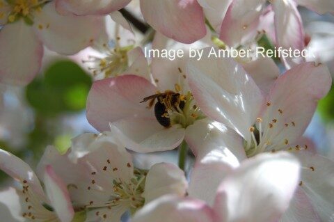 Pollination