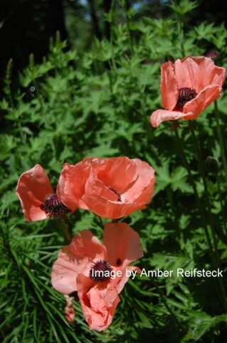 Poppies