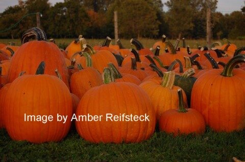 Pumpkin Day