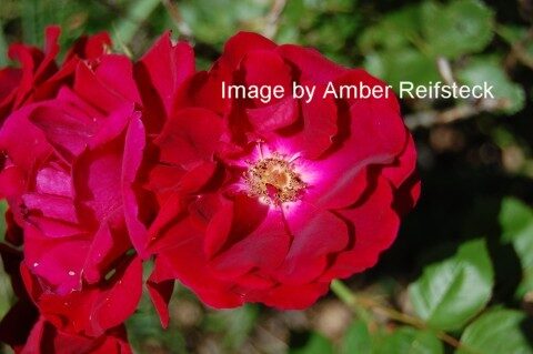 Roses Petals