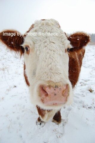 Snow Cow