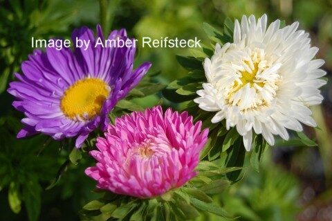 Spring Trio