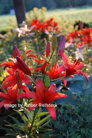 Sunrise Lily