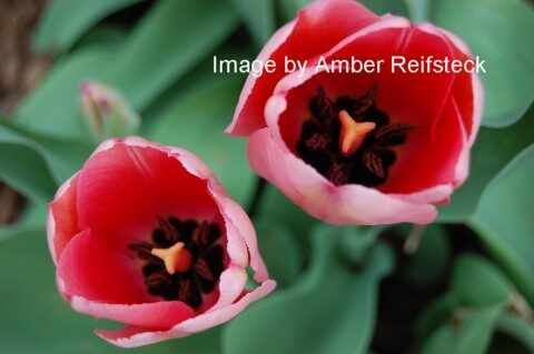 Tulip Eyes
