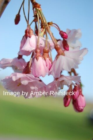 Weeping Cherry