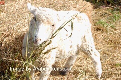 White and Wooly