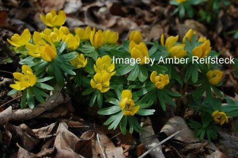 Winter Aconite